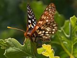 Sunol 009  Edith's Checkerspot